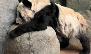 熊猫乐乐是怎么走的 熊猫乐乐是怎么走的